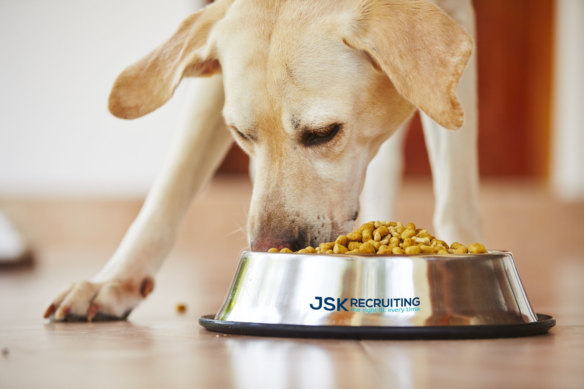 Feeding Fido: How Dog Food Is Made in the USA - Jsk Recruiting 