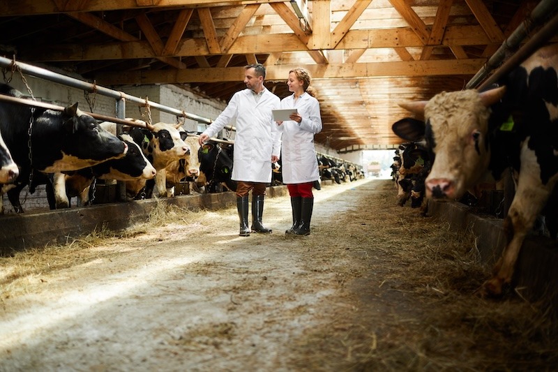 Two specialists in lab coats and boots examine stables full of live cattle.