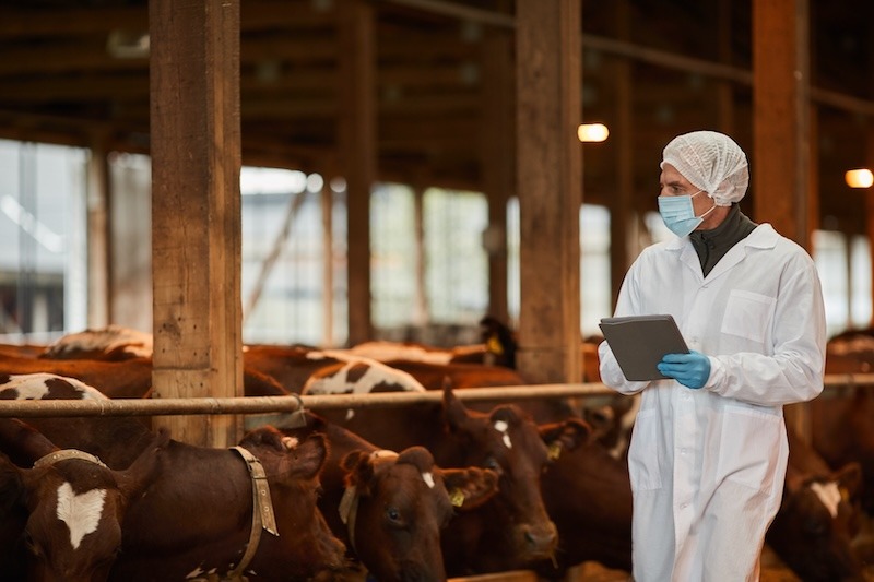 A veterinarian in a lab coat and protective gear examines a line of cattle in a stable.